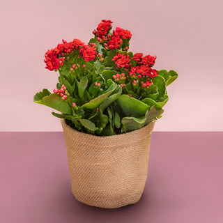 Kalanchoe Jute Gift Wrap