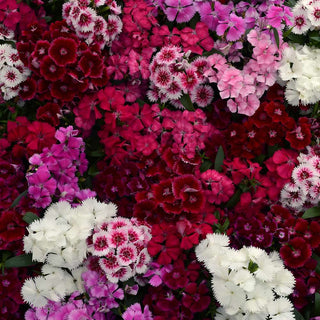 Dianthus Floral Lace Mix
