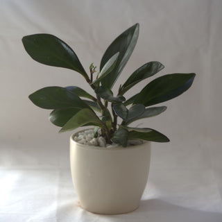 Peperomia Clusiifolia