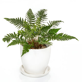 Plastic Leaf Fern