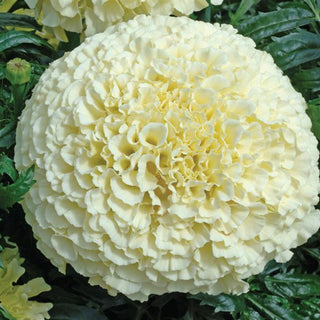 Marigold Vanilla