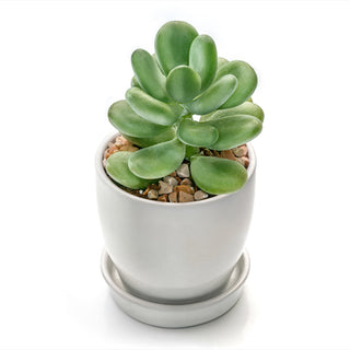 Succulent Pachyphytum Moonstone