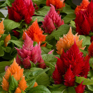 Celosia Ice Cream Mix