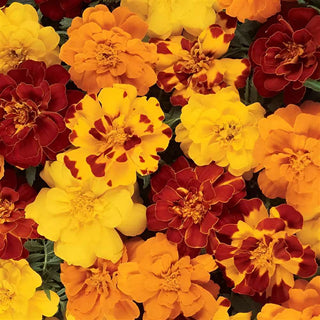 French Marigold Durango Mix