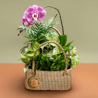 Phalaenopsis And Mixed Plants Gift