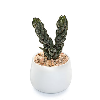 Succulent Haworthia Reinwardtii