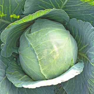 Cabbage Indam Saina