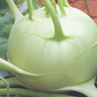 Knolkhol Indam Early White