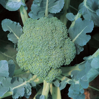 Broccoli Indam Dome Green