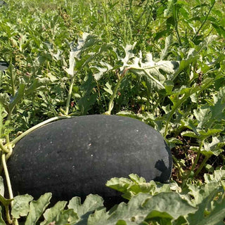 Watermelon Indam Rockstar