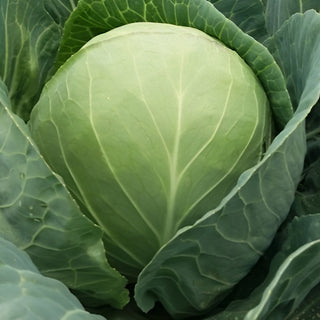 Cabbage Indam Express