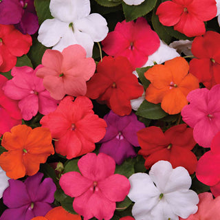 Impatiens Beacon Mix