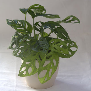 Monstera Adansonii