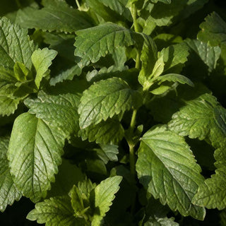 Lemon Balm