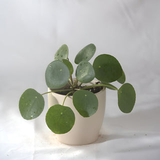 Pilea Peperomoides