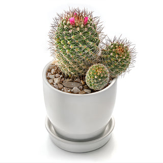 Cactus Mammillaria Perbella