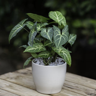 Syngonium Novaka