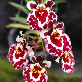 Orchid Tolimnia