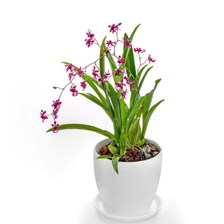Orchid Oncidium