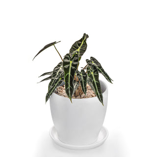 Alocasia Bambino