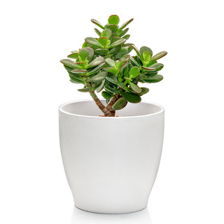 Succulent Crassula Ovata