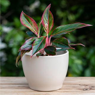 Aglaonema Pink Lipstick