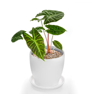 Alocasia Pink Dragon