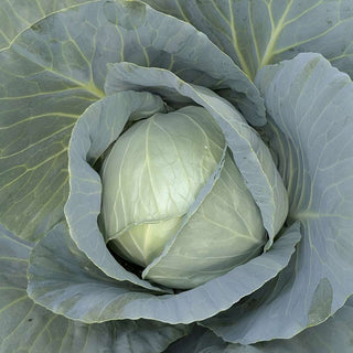 Cabbage Indam 296