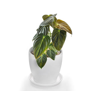 Philodendron Melanochrysum