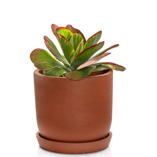 Succulent Kalanchoe Thyrsiflora Variagated