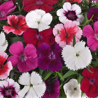 Dianthus Coronet Mix