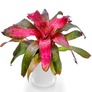 Bromeliad