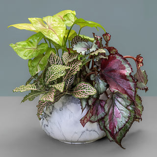 Colourful Foliage Plant In Ceramic Pot Gift
