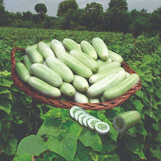 Cucumber Indam Snowwhite