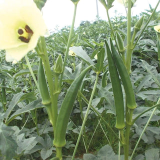 Bhendi Indam Madhuri