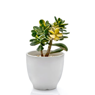 Succulent Crassula Ovata Variegated