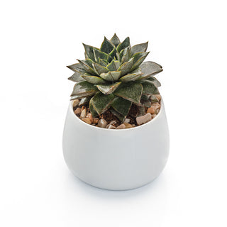 Succulent Echeveria Dark Green