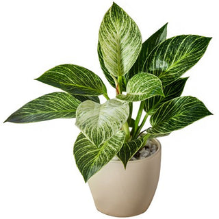 Philodendron Birkin