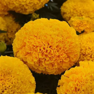 Marigold Marvel Gold