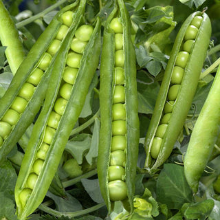 Peas Indam Greenwood
