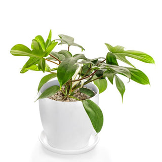 Philodendron Laciniatum