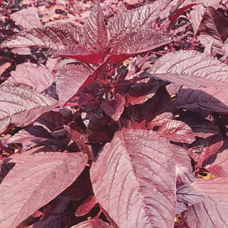 Amaranthus Indam Lal
