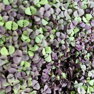 Basil Purple