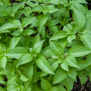Basil Lemon