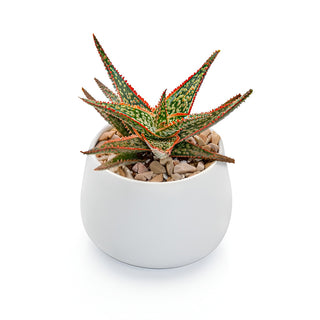 Succulent Aloe Donnie