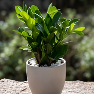 Green Zamia