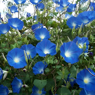 Ipomoea Morning Glory