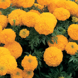 Marigold Inca Gold