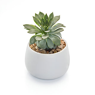 Succulent Echeveria Elegans