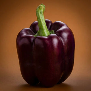 Capsicum Chocolate Wonder